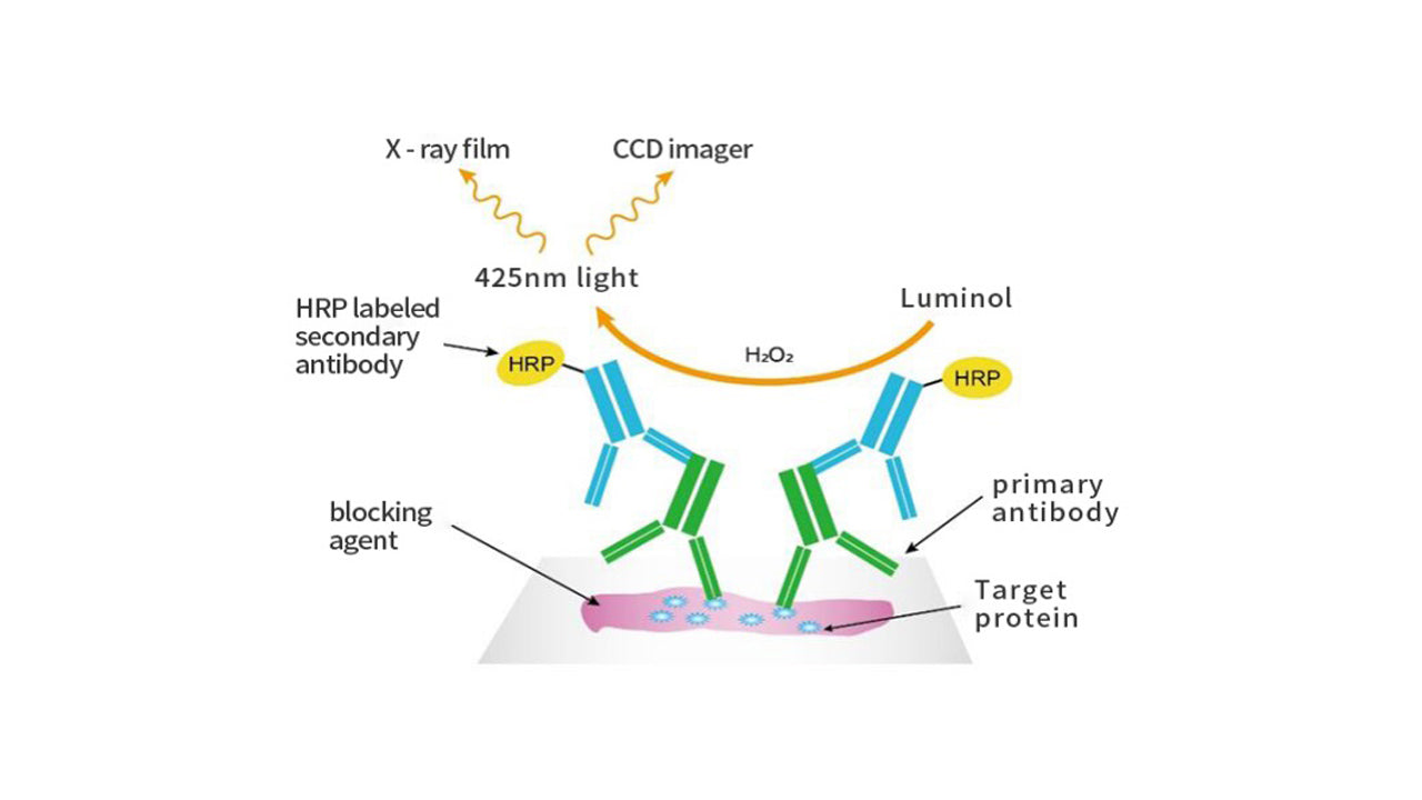 ECL Series Luminescence Kit — Light up your imprinted membrane