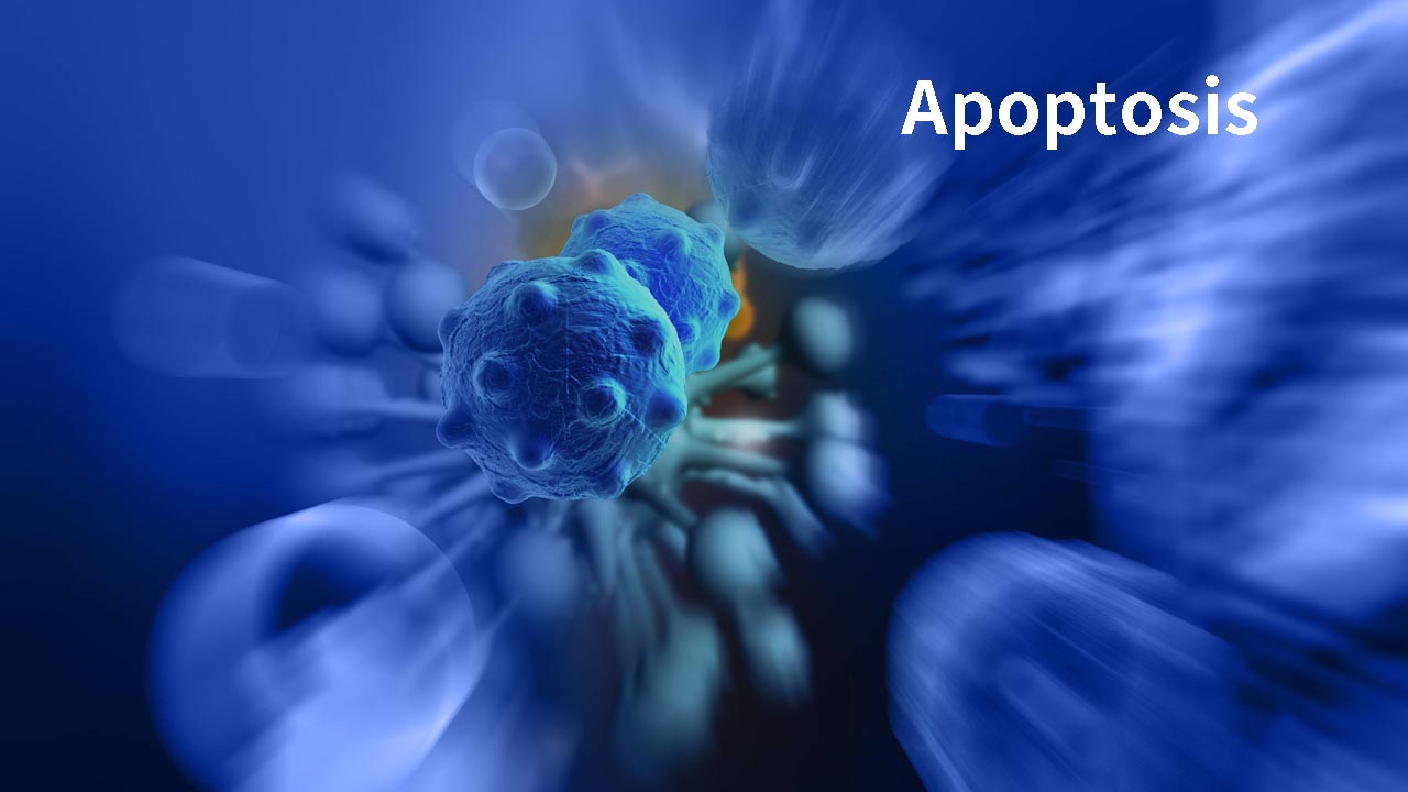 How to do Apoptosis study