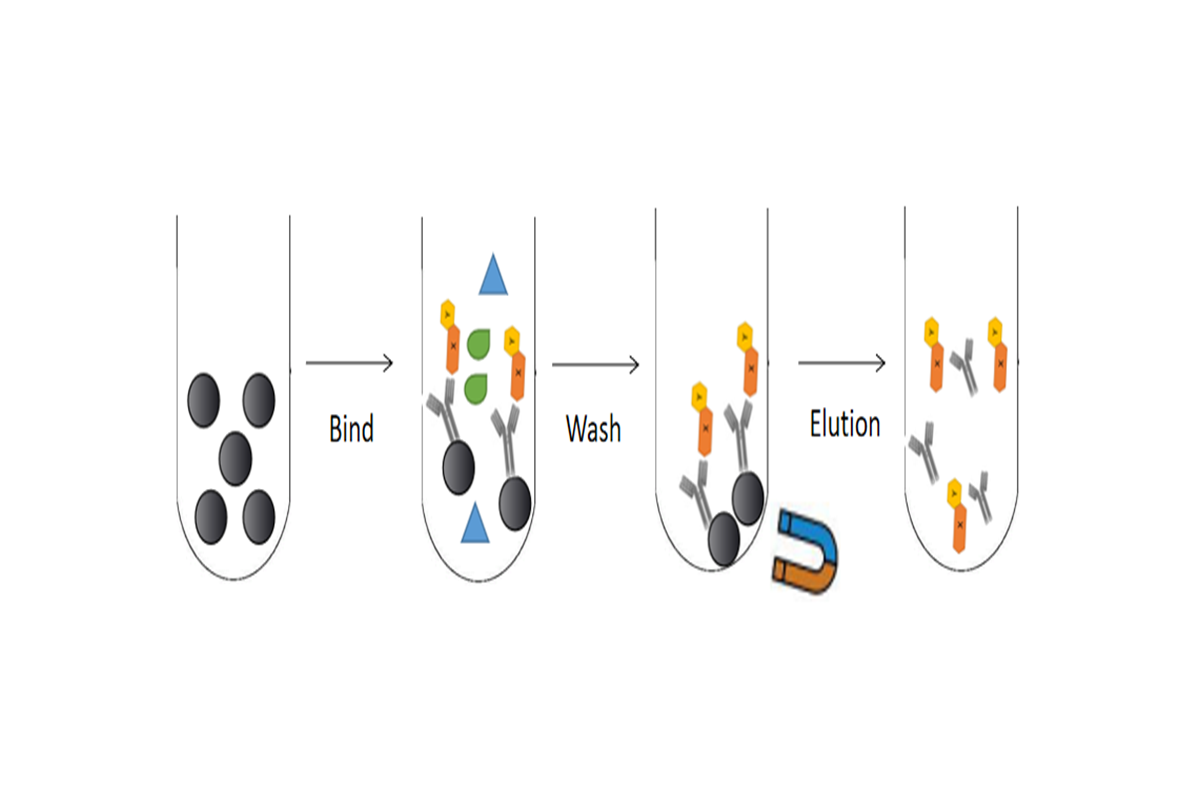 Antibody Capture Tool: Easily Handle IP and Co-IP with Protein A/G Agarose and Magnetic Beads