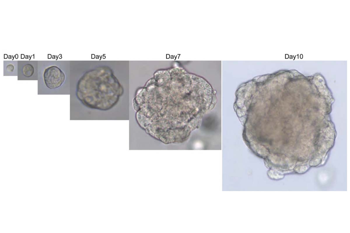 Comprehensive Guide to Organoid Cultivation