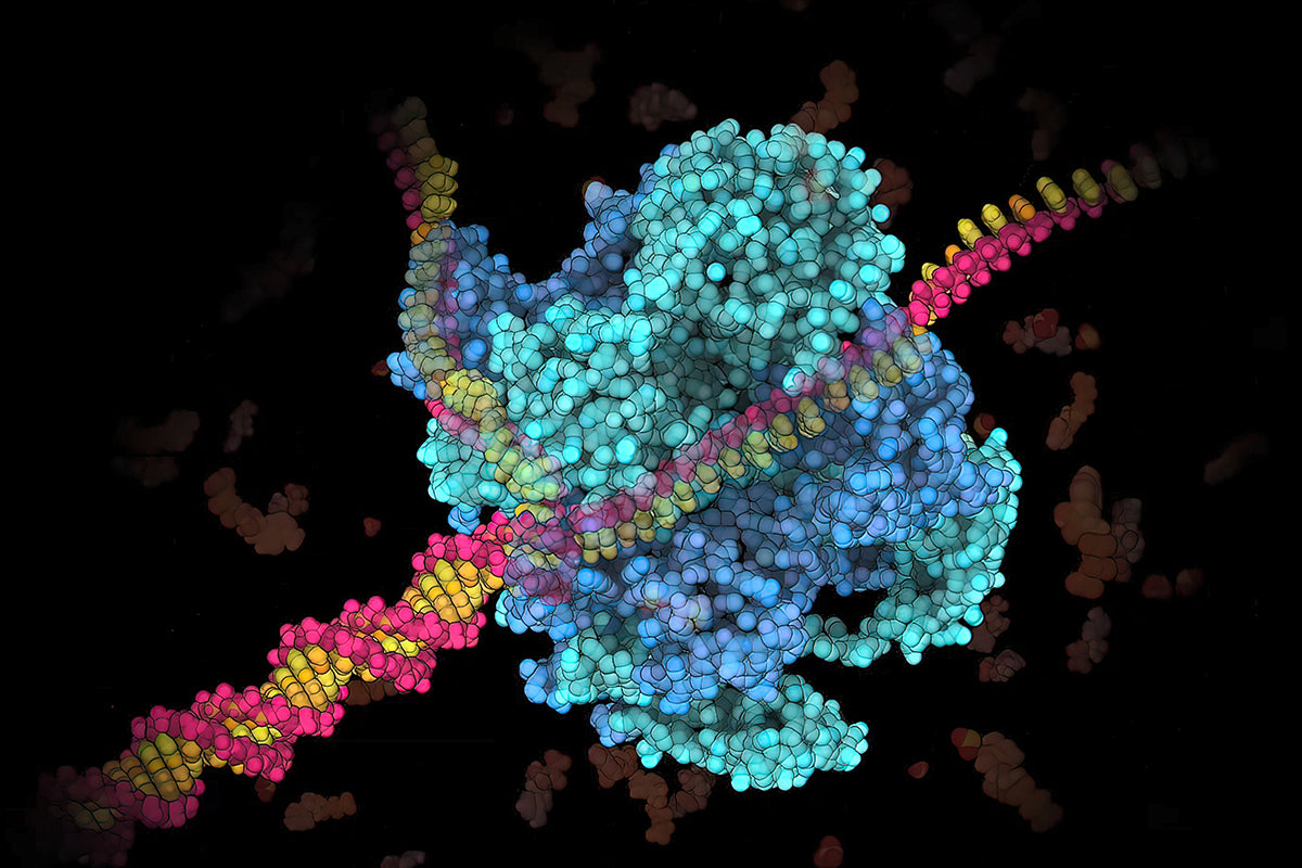 The application of Hygromycin B in Screening Stably Transduced Cells