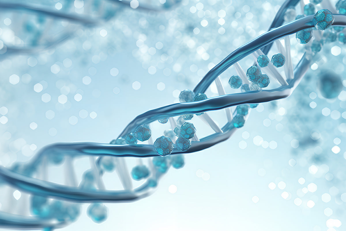 Thermally stable, Low host residue RNase HII (RNase H2): suitable for rhPCR, LAMP and degradation of Okazaki fragment RNA parts