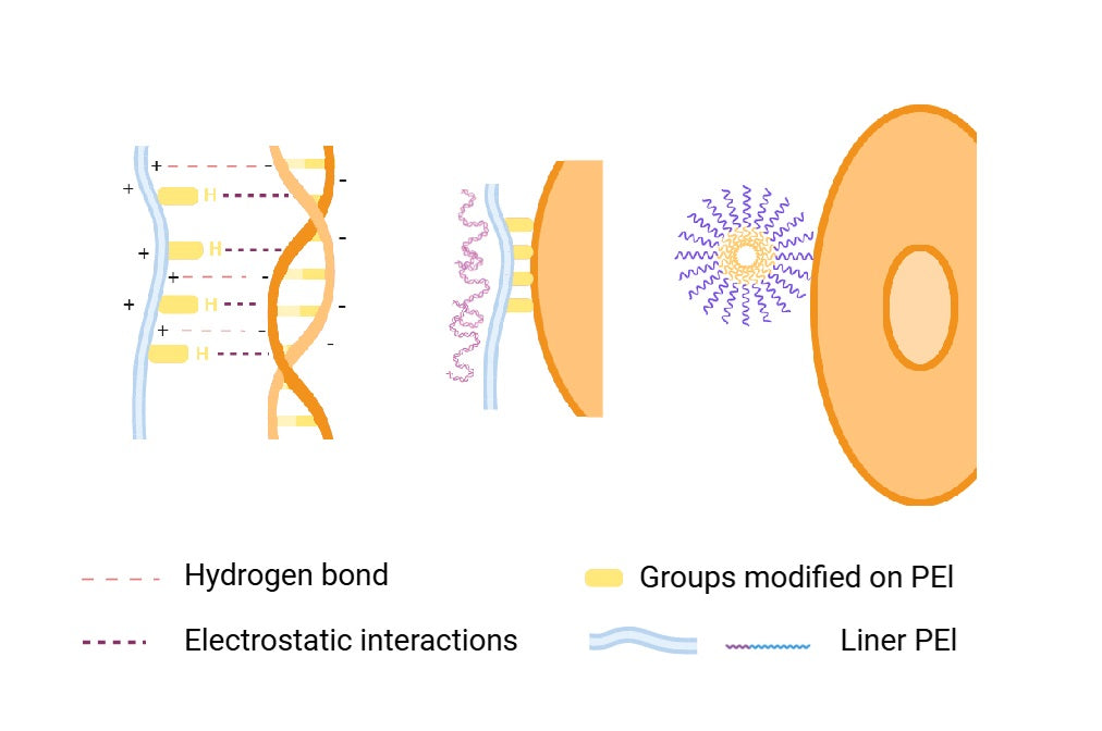 Revolutionary PEI-Mediated Gene Delivery for Superior Transfection Efficiency