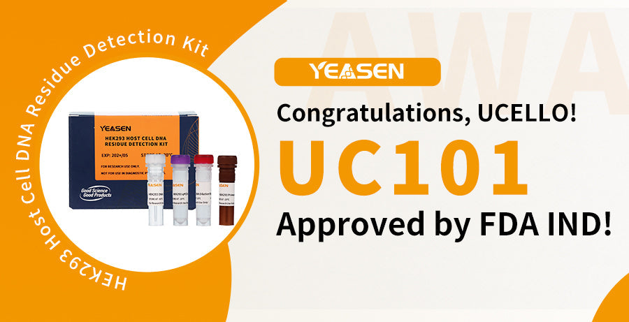 Congratulations! Ucello’s Cord Blood-Derived Allogeneic Universal CAR-T Approved by US FDA IND!