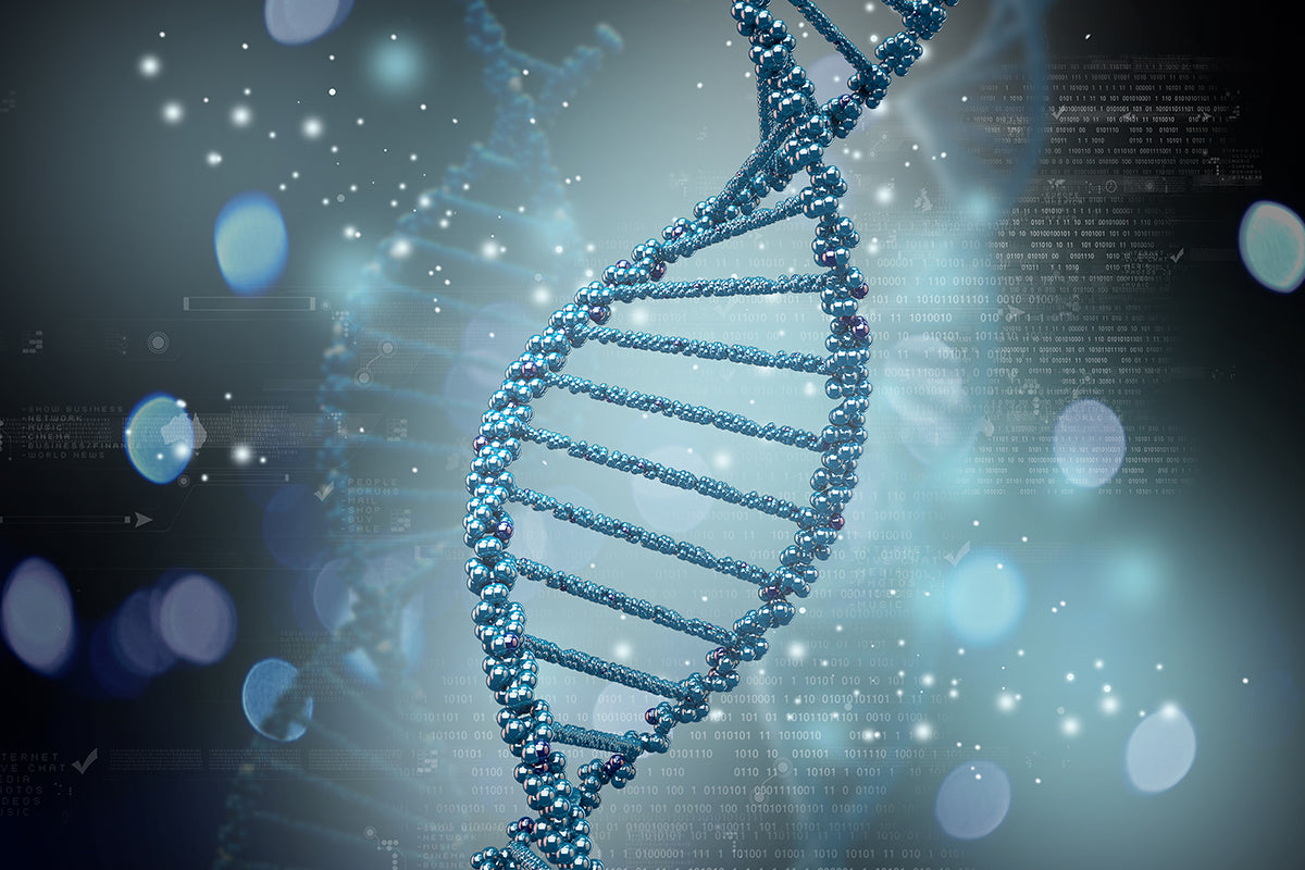 Recombinant Human Serum Albumin