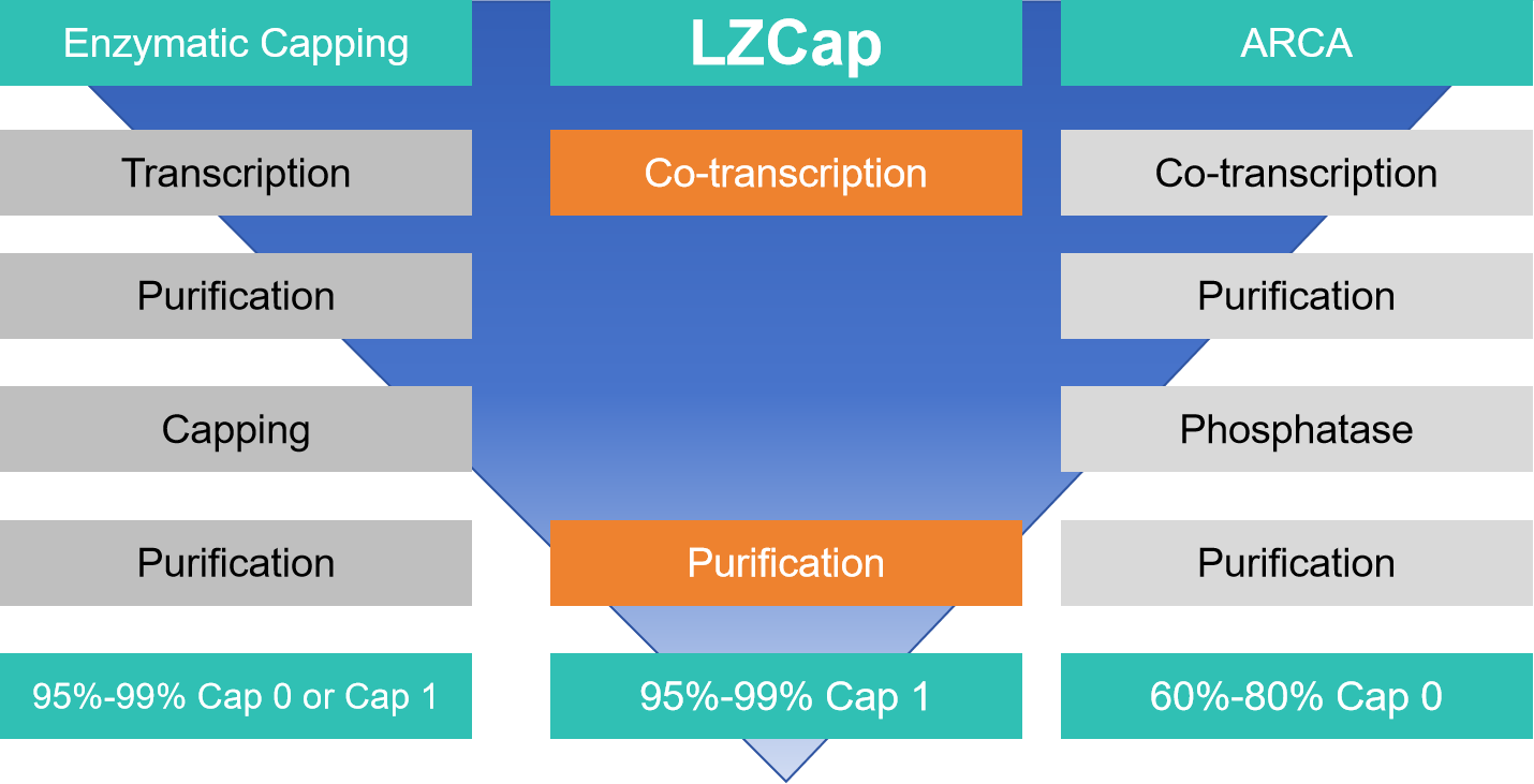 The Evolution and Importance of Cap Structures in mRNA Technology