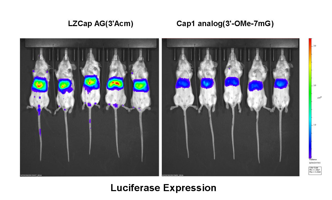 LZCap: The next generation high affinity Cap1 analog for mRNA synthesis