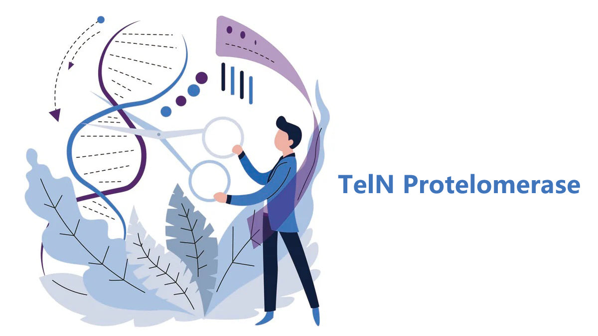 TelN Telomerase: A New Drive in DNA Enzymatic Synthesis