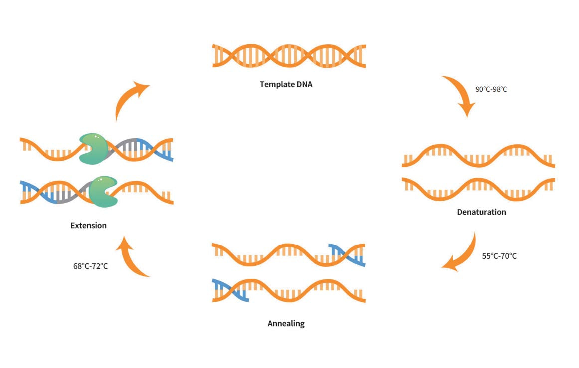 PCR, Nucleic Acid Electrophoresis, Laboratory  Techniques  Handbook