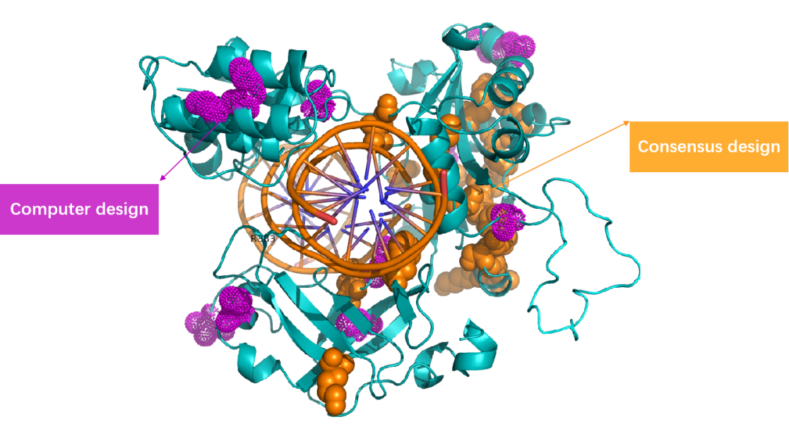 Yeasen and Molefuture developed Thermotolerant, High Fidelity T4 DNA Ligase to Combat False ligation