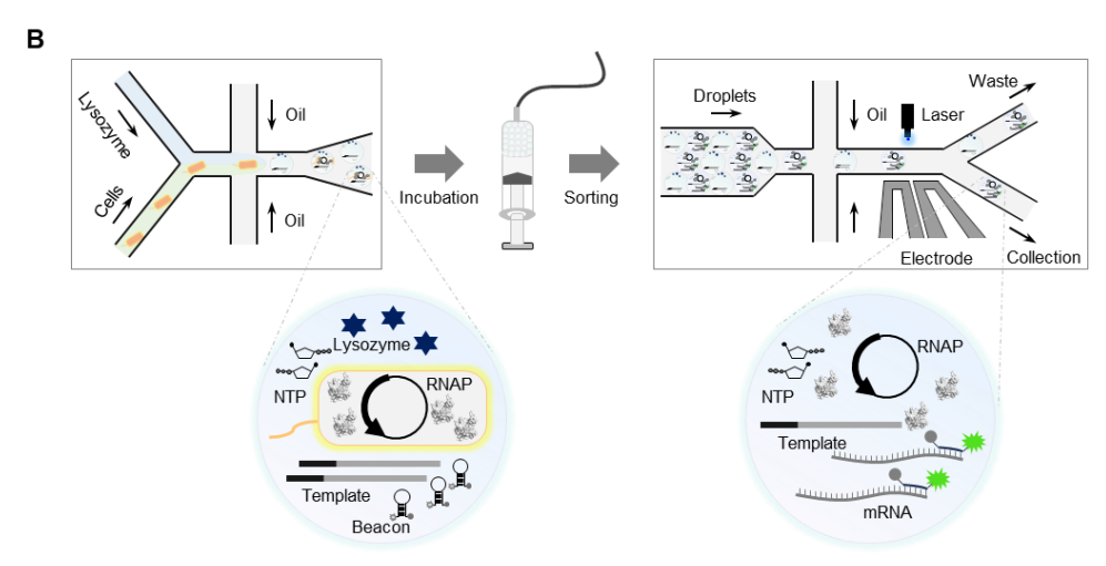 Development of T7 RNA polymerase (low dsRNA) with lower terminal transferase and RDRP activities through FADS and semi-rational design.