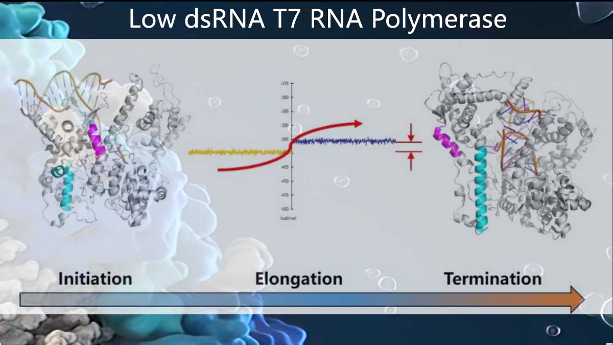 CleaScrip™ Low dsRNA T7 RNA Polymerase Mutants, Empowering mRNA Vaccine and Therapy Development