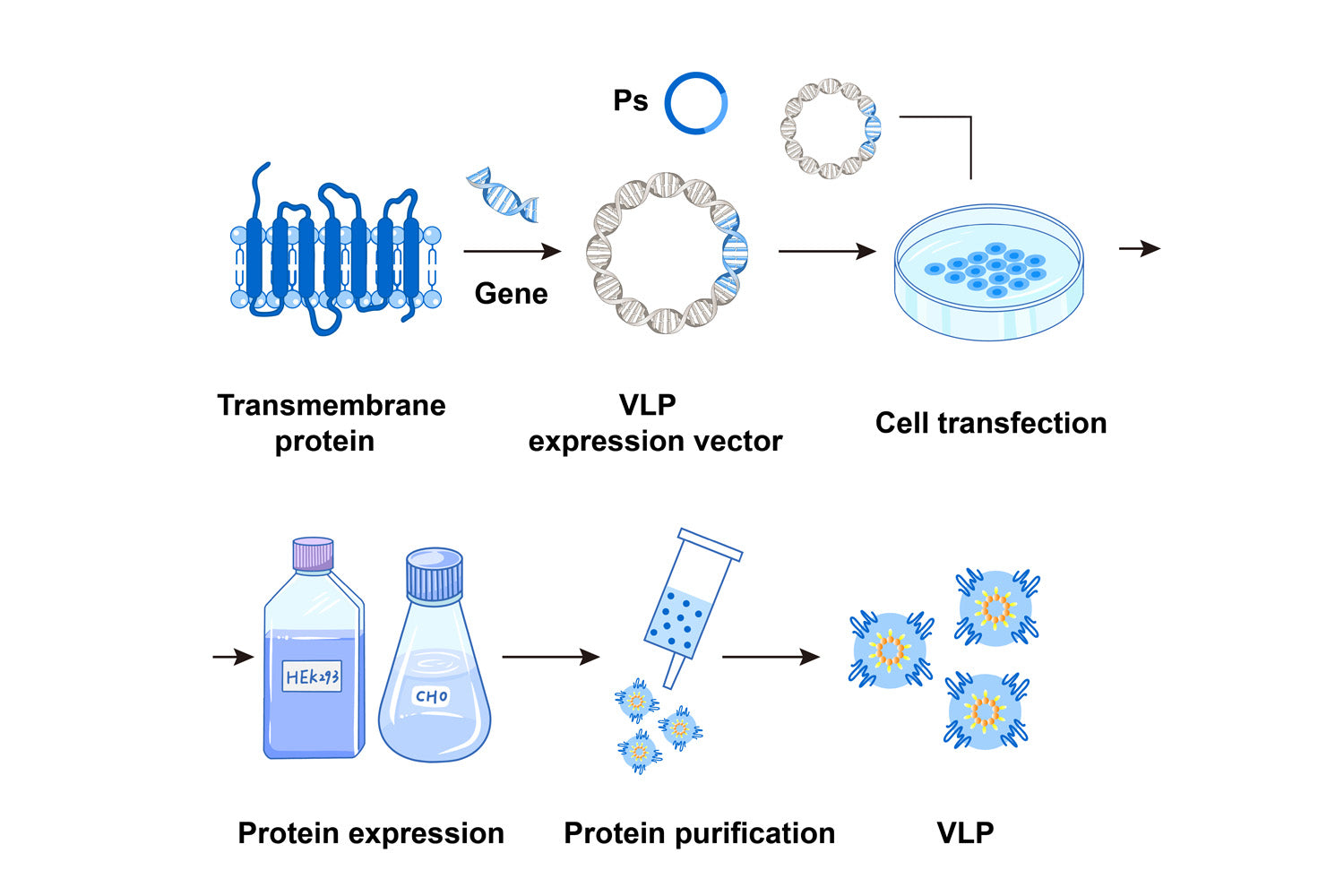 VLP Full-length membrane protein for use in drug development