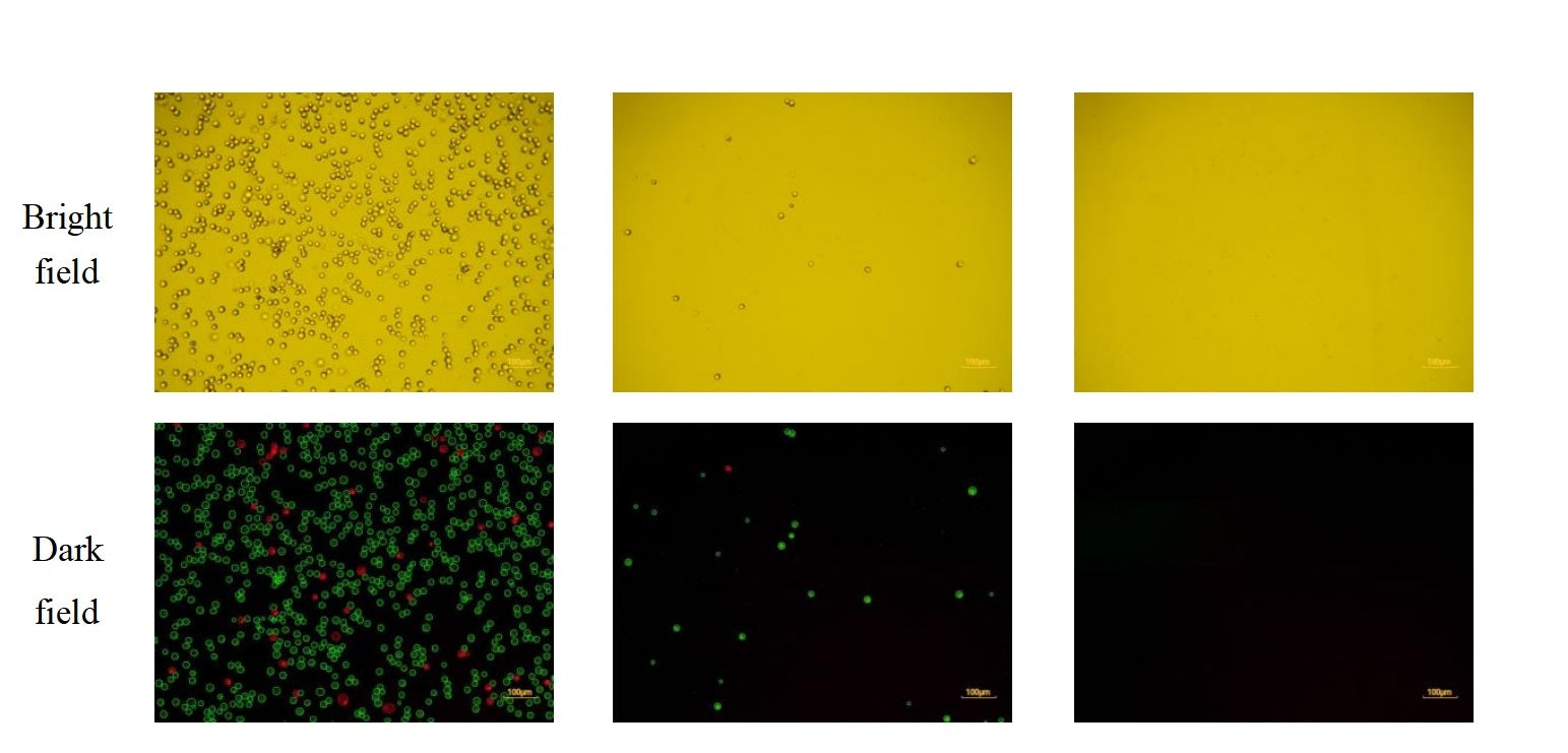 Getting to know Concanavalin A-Coated Magnetic Beads