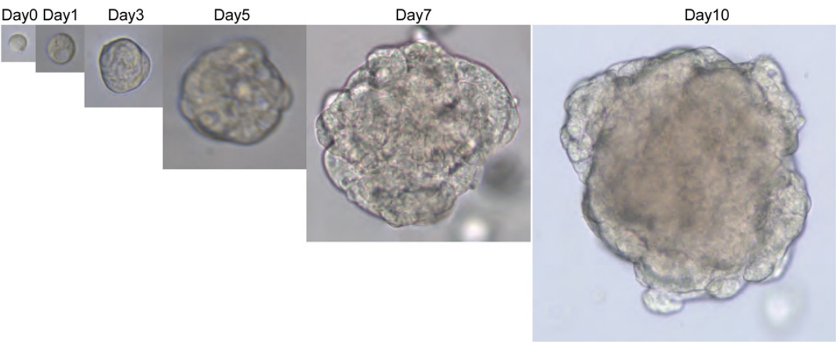 Comprehensive Guide to Organoid Cultivation