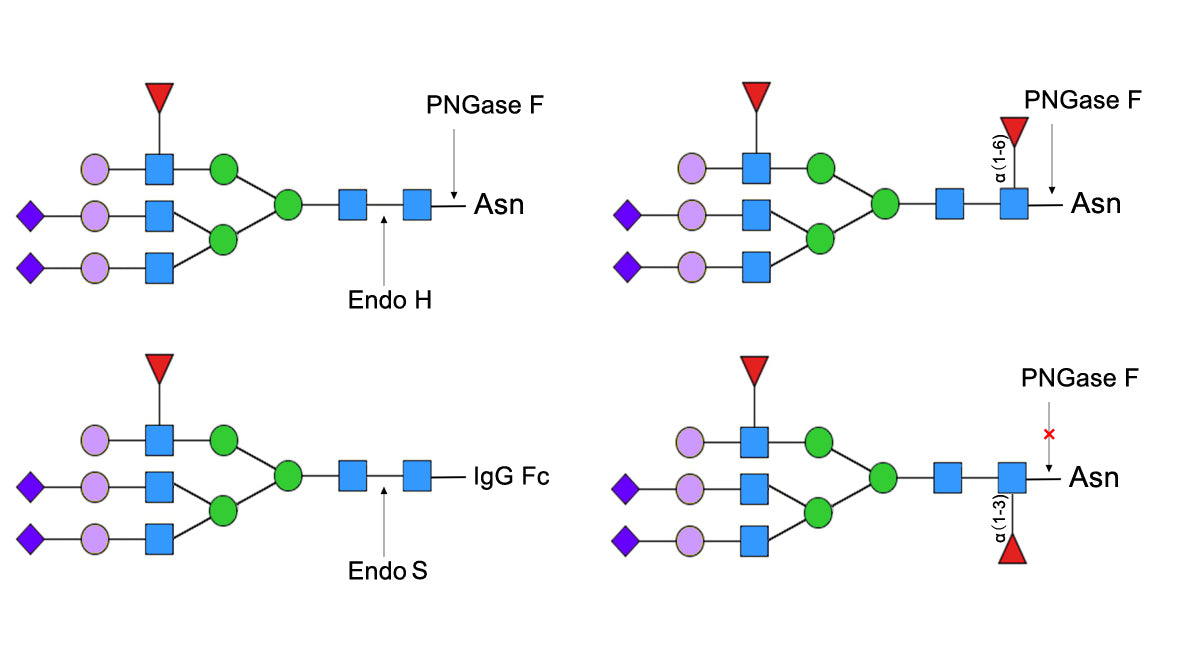 Fast PNGase F, Completing Deglycosylation  in Just 10 Minutes