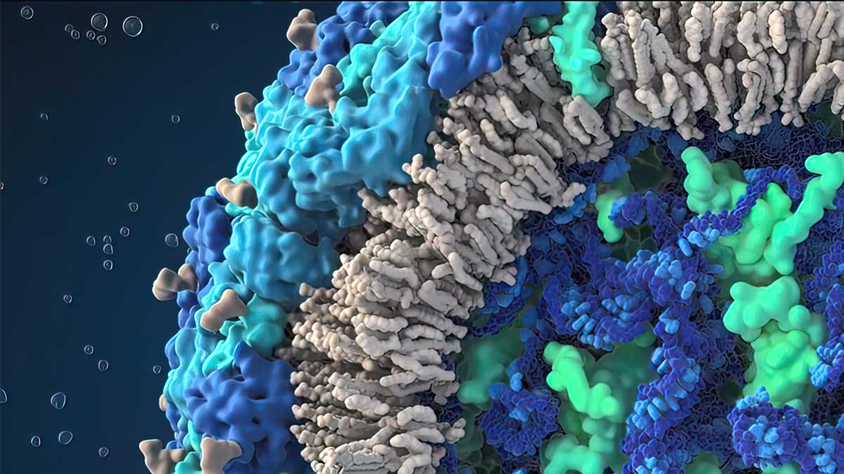 Organoids Study Q&A: Everything You Need to Know