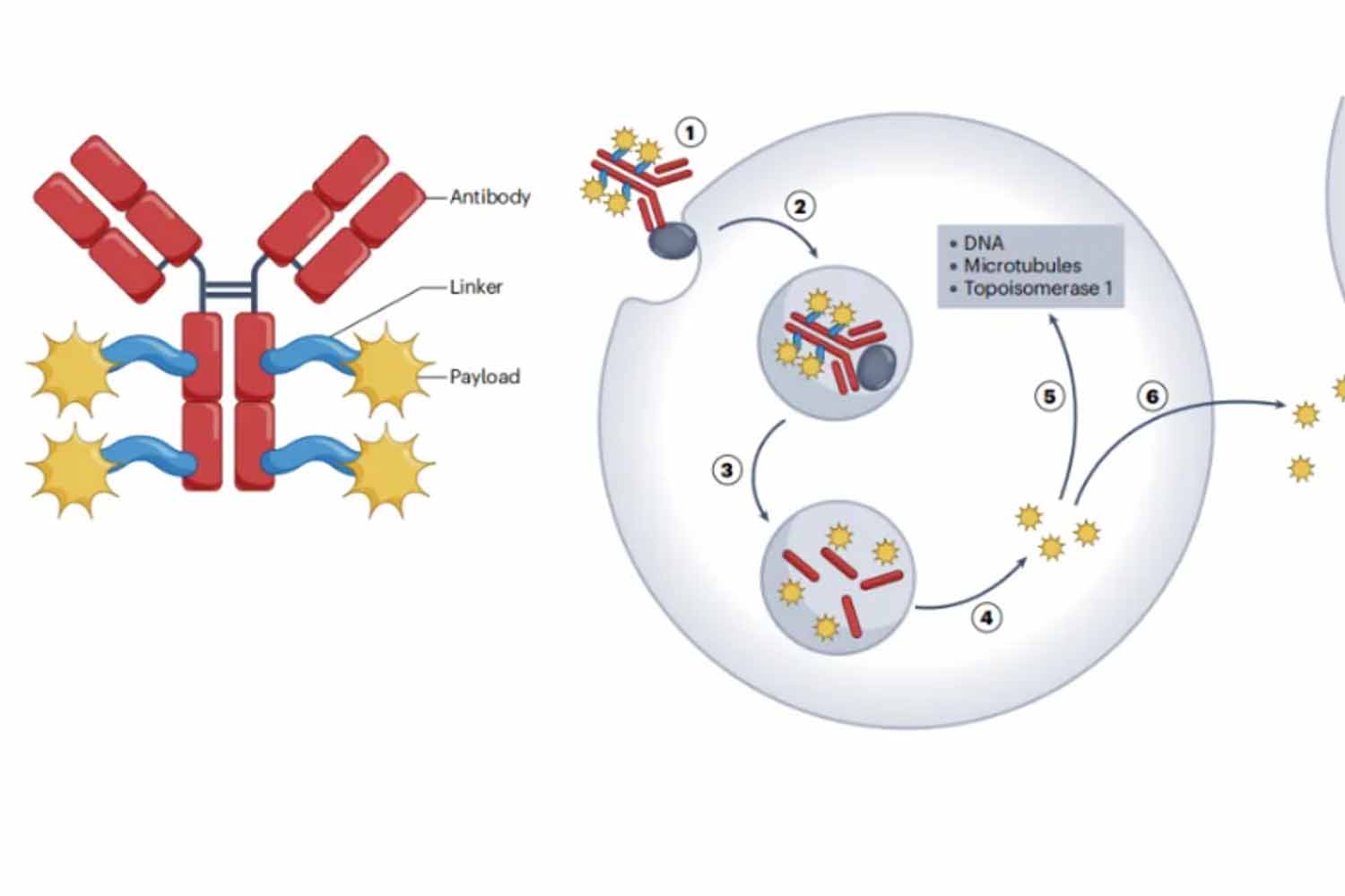 Anti-Payload antibodies assist in the pharmacokinetic analysis of ADC drugs