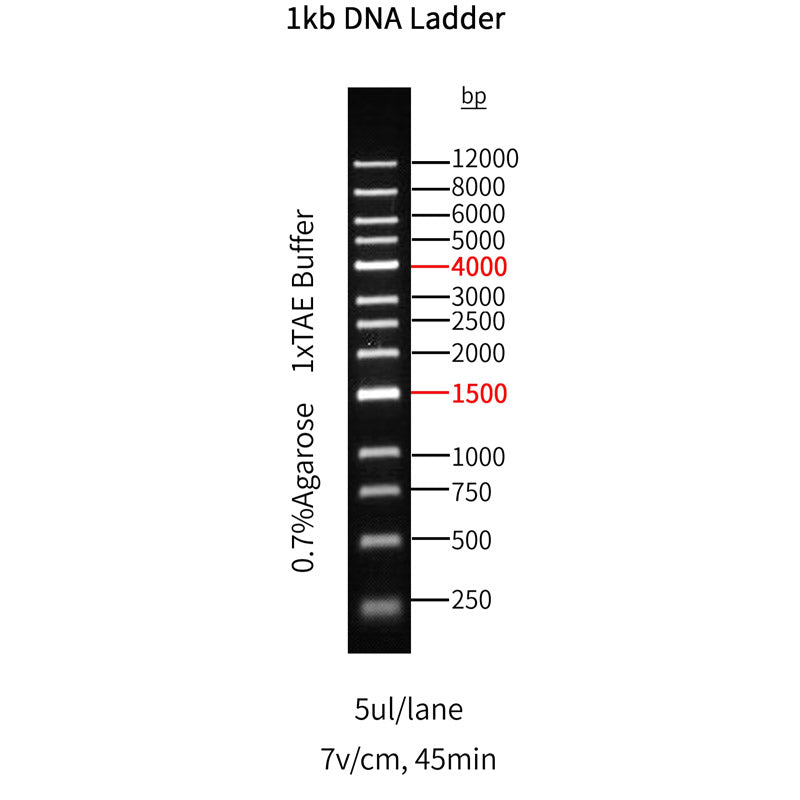 Goldband ™ 1KB DNA -stige -10510es