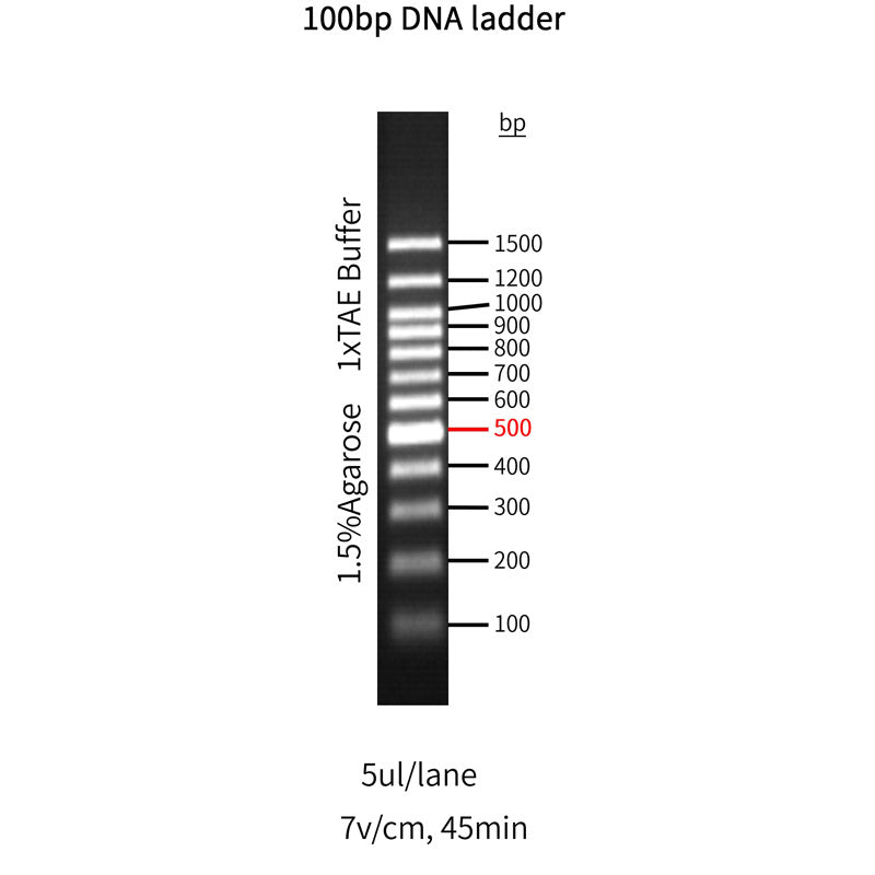 Goldband ™ 100bp DNA -stige -10507es