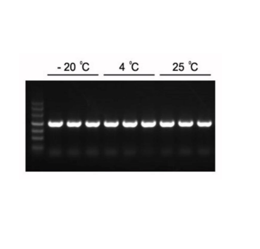 2 × Hieff ™ PCR Master Mix (med farvestof) _ 10102ES