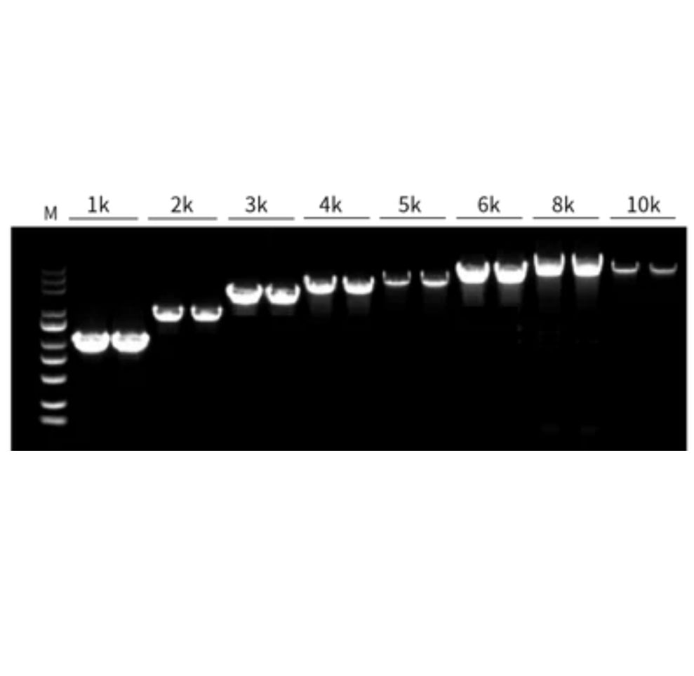 2 × Hieff ™ Ultra-Rapid II Hotstart Universal PCR Master Mix _ 10167es