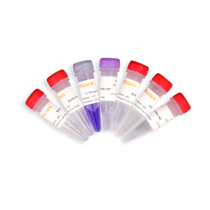 HIEFF ™ Mouse Tissue Direct PCR Kit (med farvestof) -10185ES