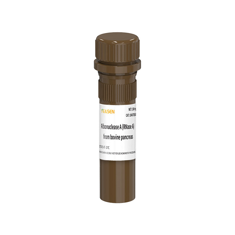 來自牛胰腺的核糖核酸酶A（RNase A）_ 10407ES