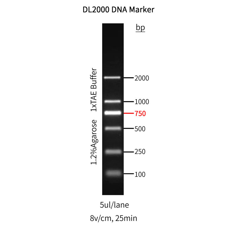 GOLDBAND ™ DL2000 DNA -markör -10501ES