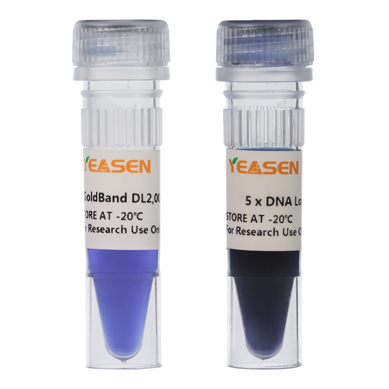 GoldBand™ DL2000 DNA Marker -10501ES