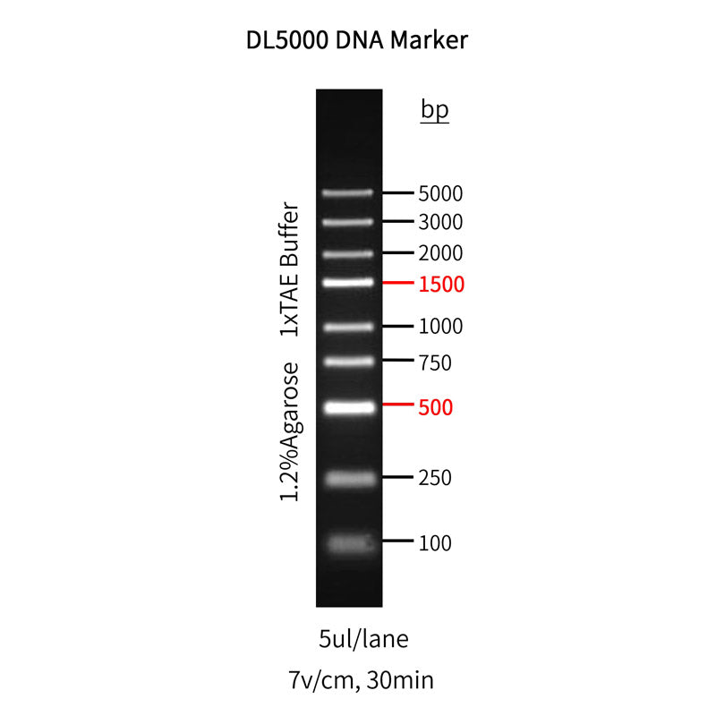 GoldBand™ DL5000 DNA Marker -10504ES