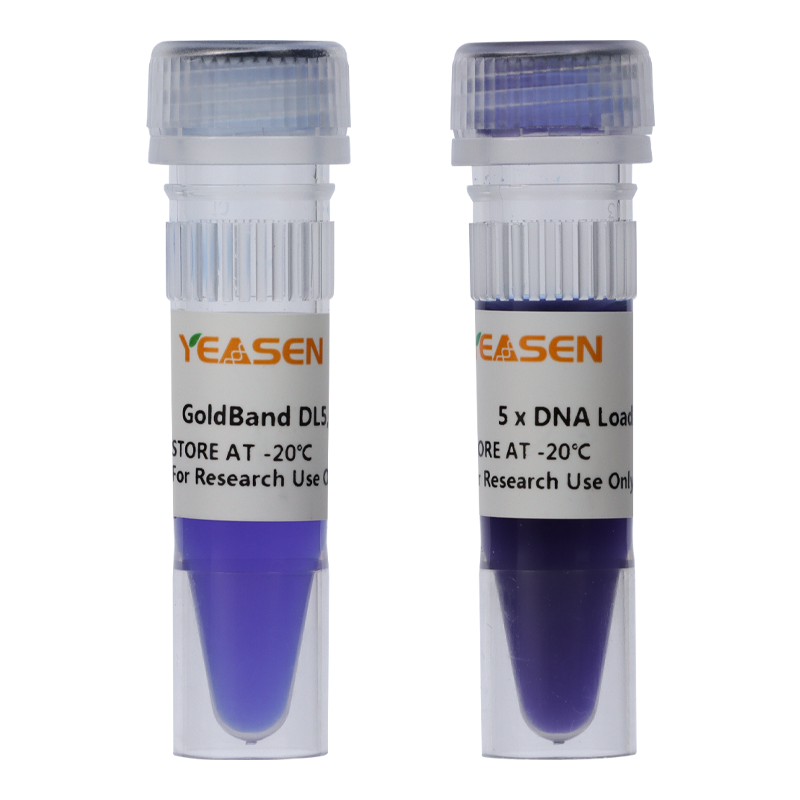 Goldband ™ DL5000 DNA -markör -10504ES