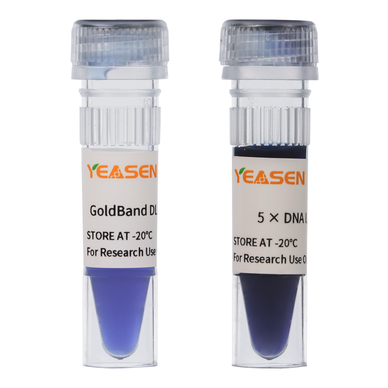 GoldBand™ DL10,000 DNA Marker _ 10505ES