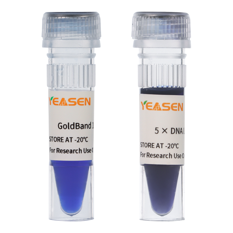 GOLDBAND ™ 1KB DNA -stege -10510es