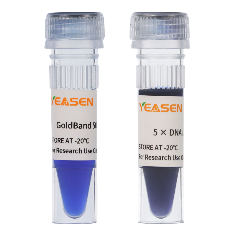 Goldband ™ 50 bp DNA Ladder _ 10515es