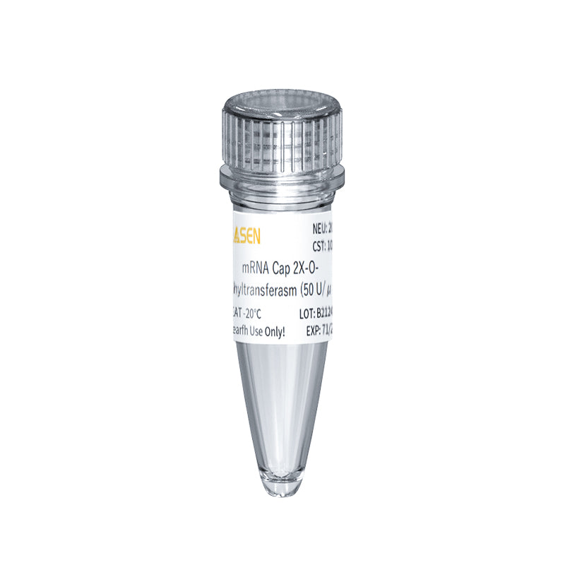 MRNA Cap 2'-O-metiltransferasi GMP di livello (50 U/μl) _ 10612es