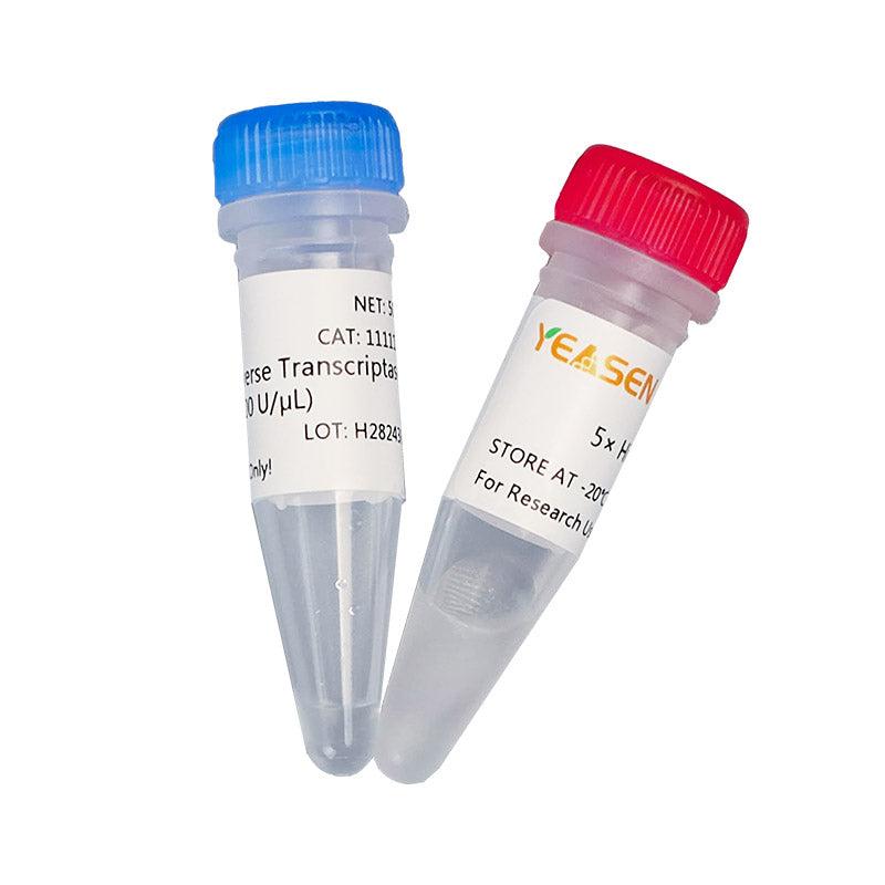 HIFAIR ™ ⅲ Reverse Transcriptase -11111es