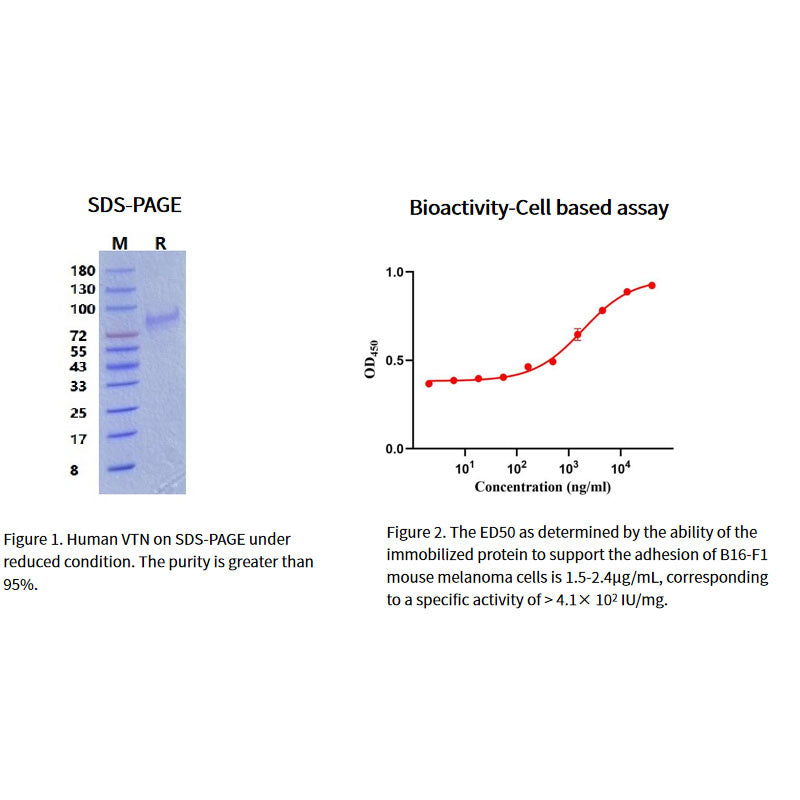 Recombinant Human Vitronectin/VTN Protein, His tag _92549ES