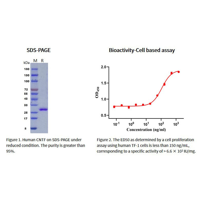 Recombinant Human CNTF Protein, His tag _92131ES