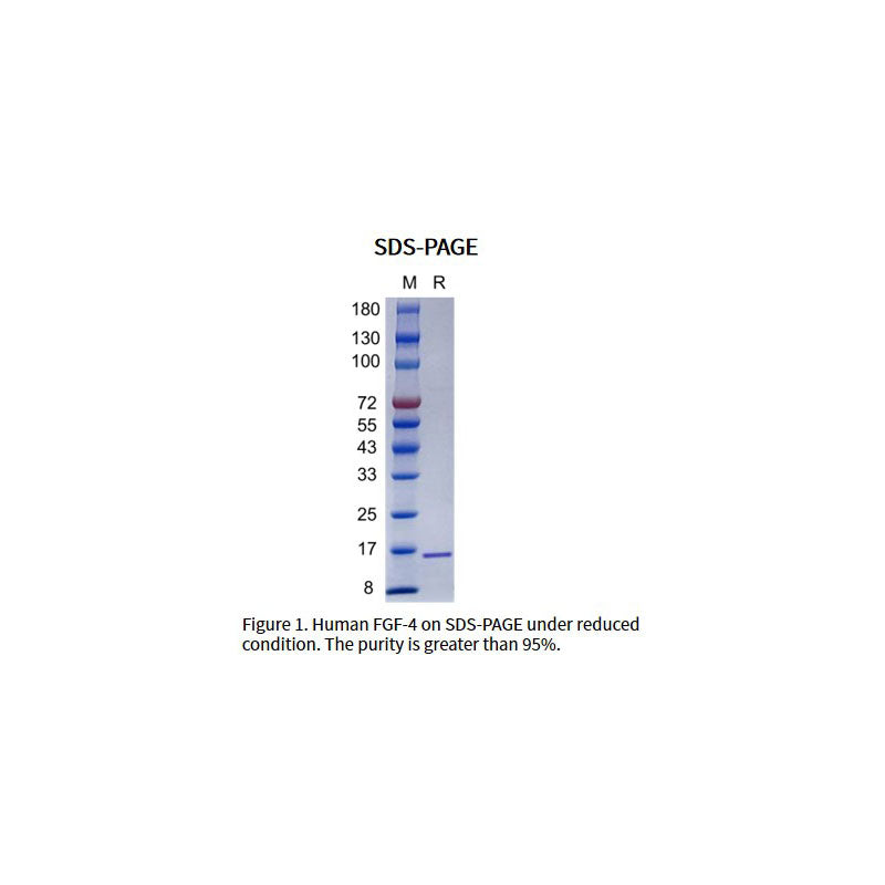 Rekombinant humant FGF-4-protein _91303ES