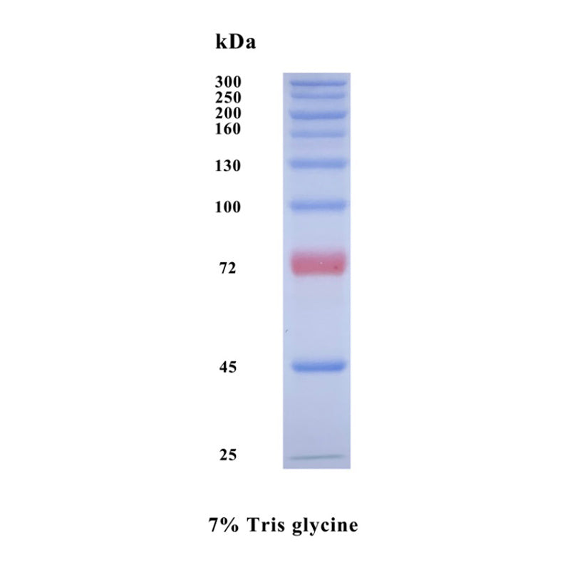 Goldband plus 3-farves høje range proteinmarkør (25-300 kDa) -20347es