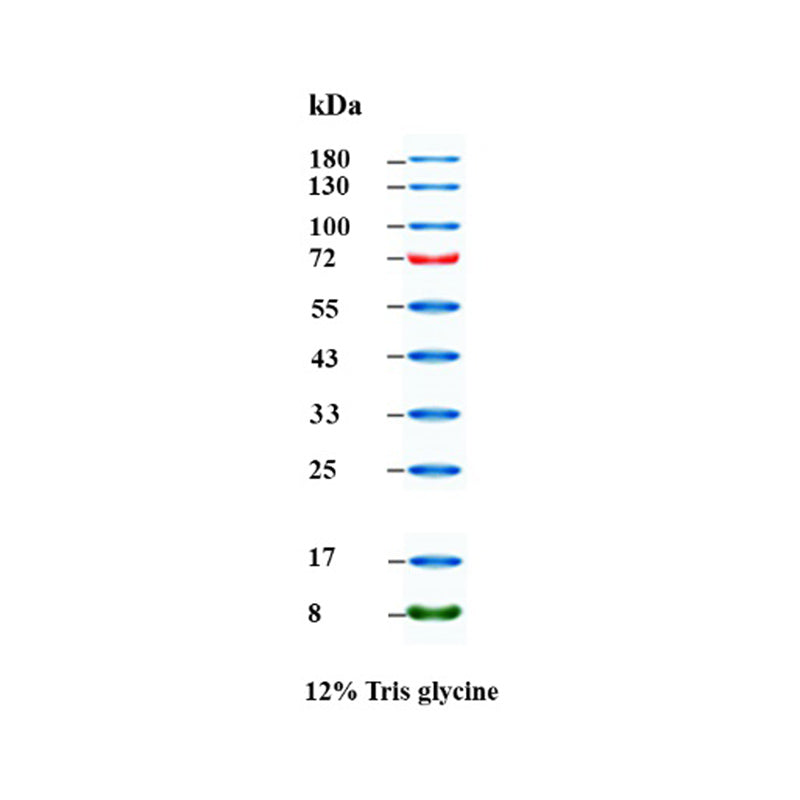 Guldband plus 3-färgs regelbundet intervallproteinmarkör (8-180 kDa) -20350