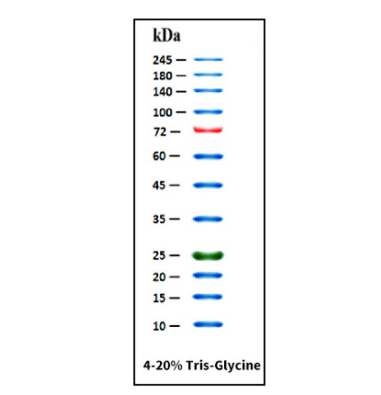 GoldBand ™ 3-färgs högområde proteinmarkör (10-245 kDa) _ 20352es