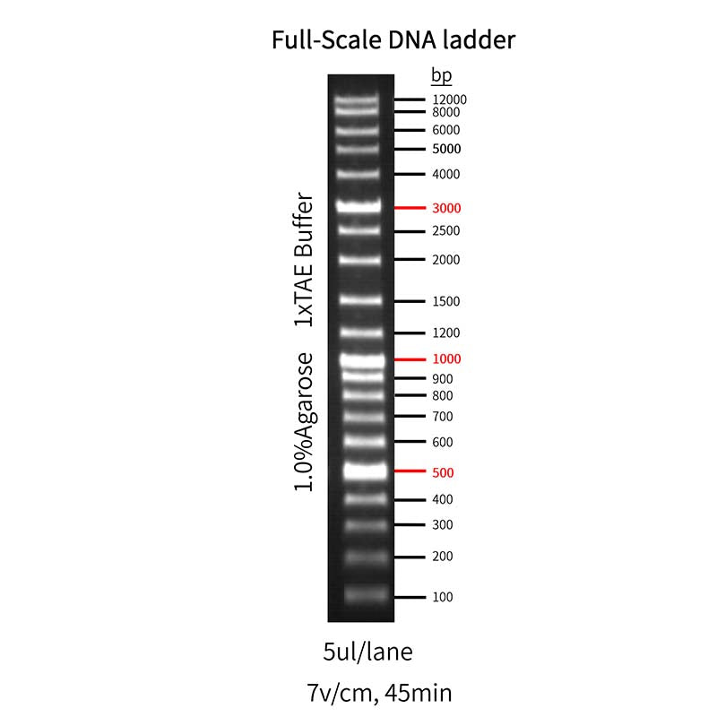 Goldband ™ fuldskala DNA-stige _ 10511es