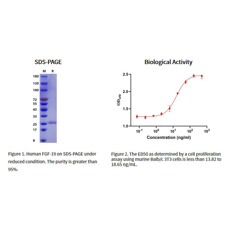 Rekombinant humant FGF-19-protein, flaggmärke _91311es