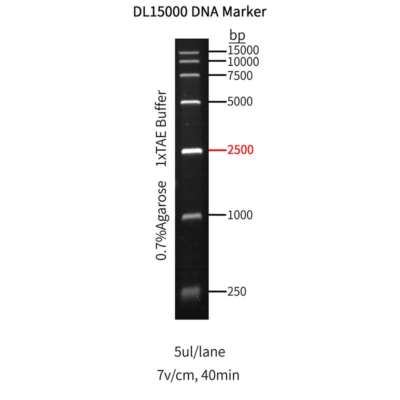 Goldband ™ DL15 000 DNA -markör _ 10512es