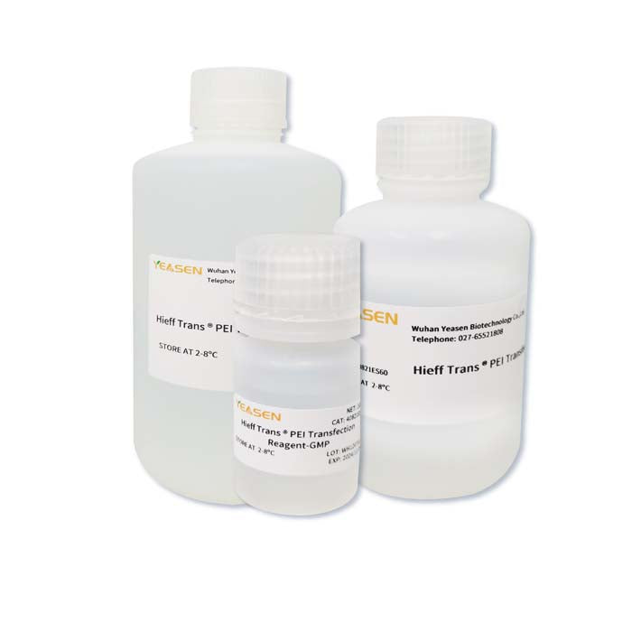 Hieff Trans ™ PEI Transfection Reagent -GMP Grado -40821