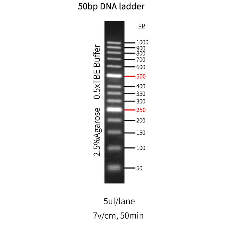 GoldBand™ 50 bp DNA Ladder _ 10515ES