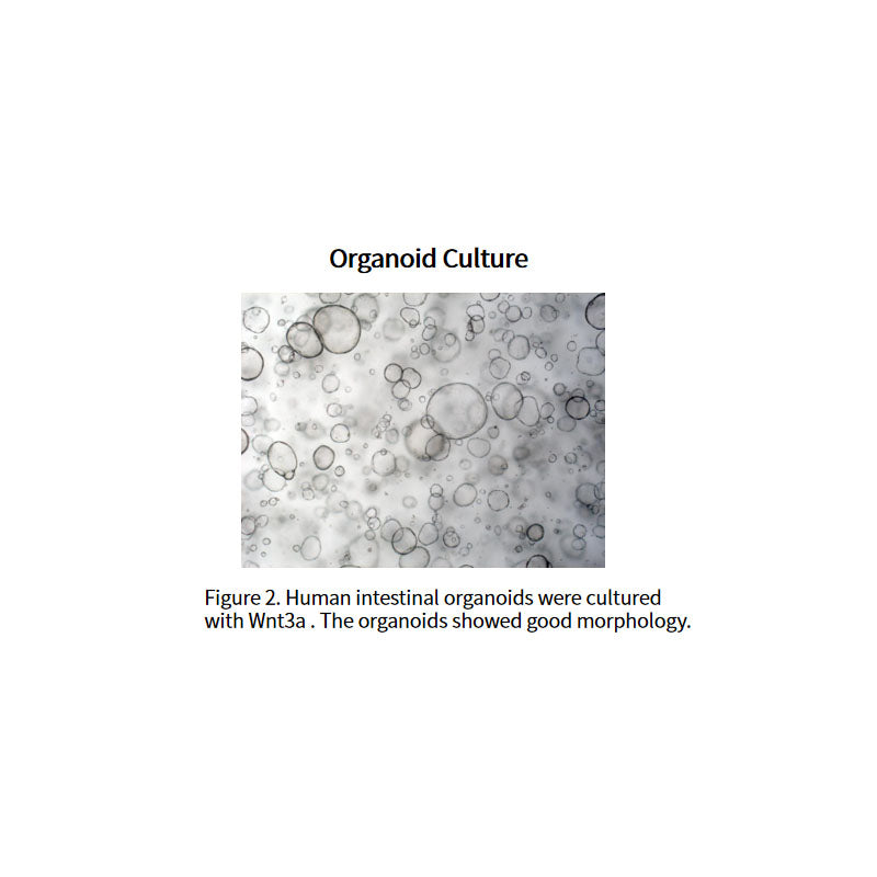 Recombinant Human Wnt-3a Protein _92276ES