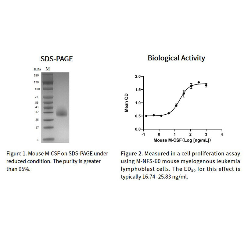 Rekombinant mus M-CSF-protein, hans tagg _91114es